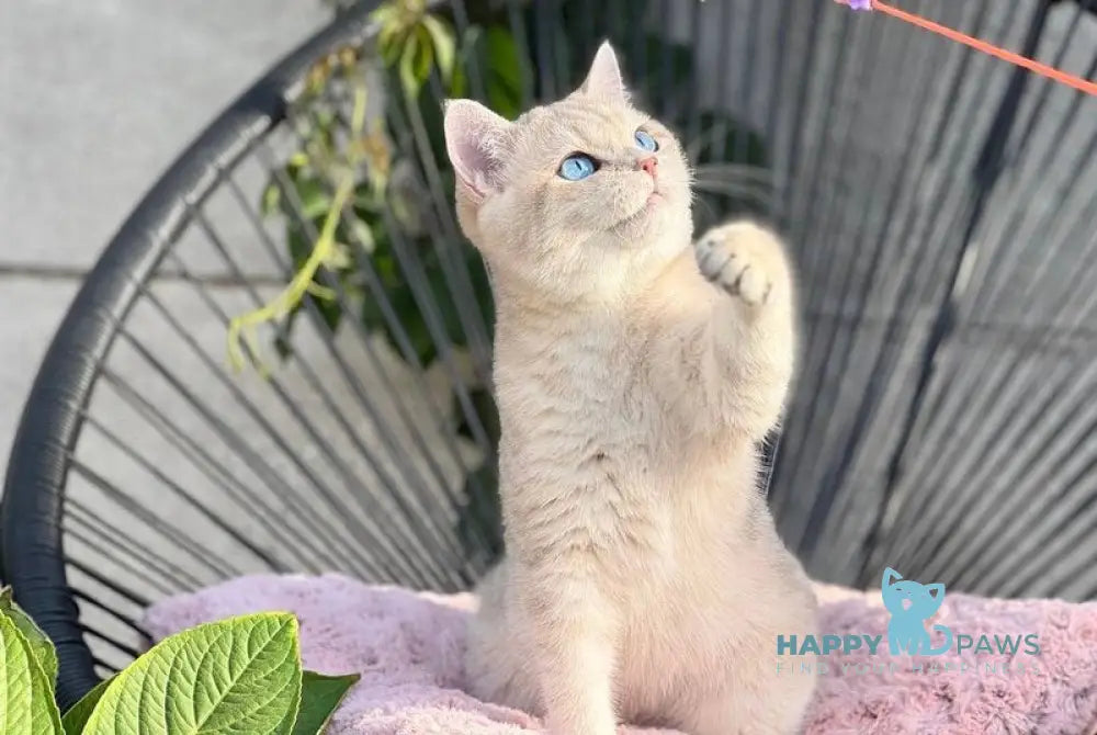 Ocean British Shorthair male blue golden shaded live animals