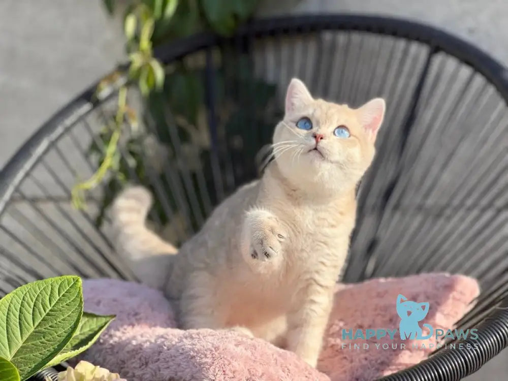 Ocean British Shorthair male blue golden shaded live animals