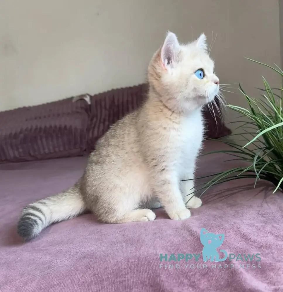 Ocean British Shorthair male blue golden shaded live animals