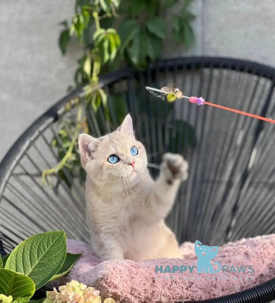 Ocean British Shorthair male blue golden shaded live animals