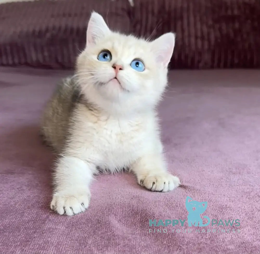 Ocean British Shorthair male blue golden shaded live animals