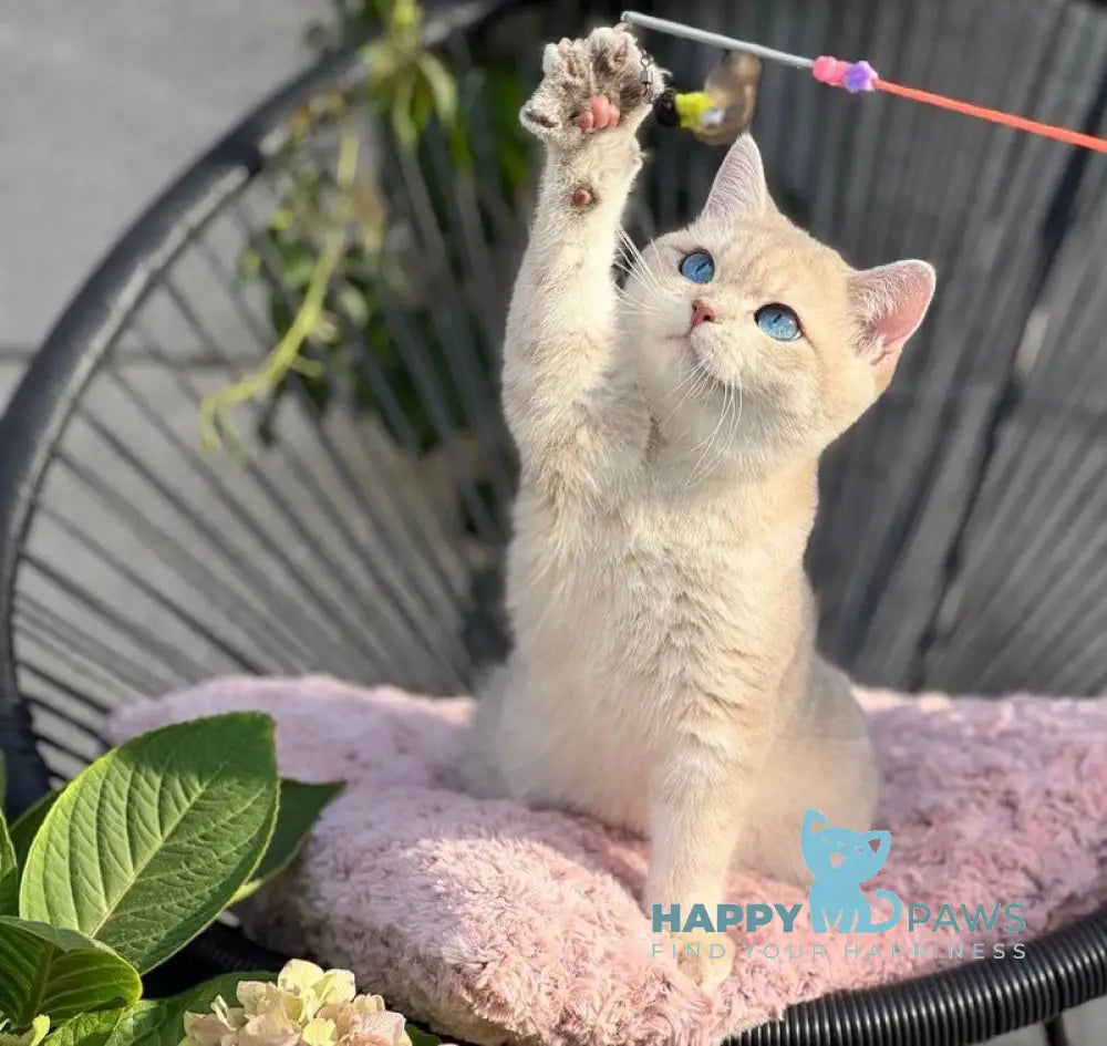 Ocean British Shorthair male blue golden shaded live animals