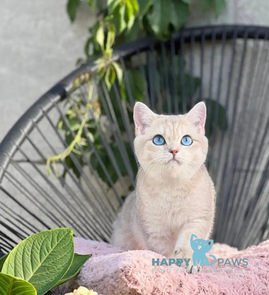 Ocean British Shorthair male blue golden shaded live animals