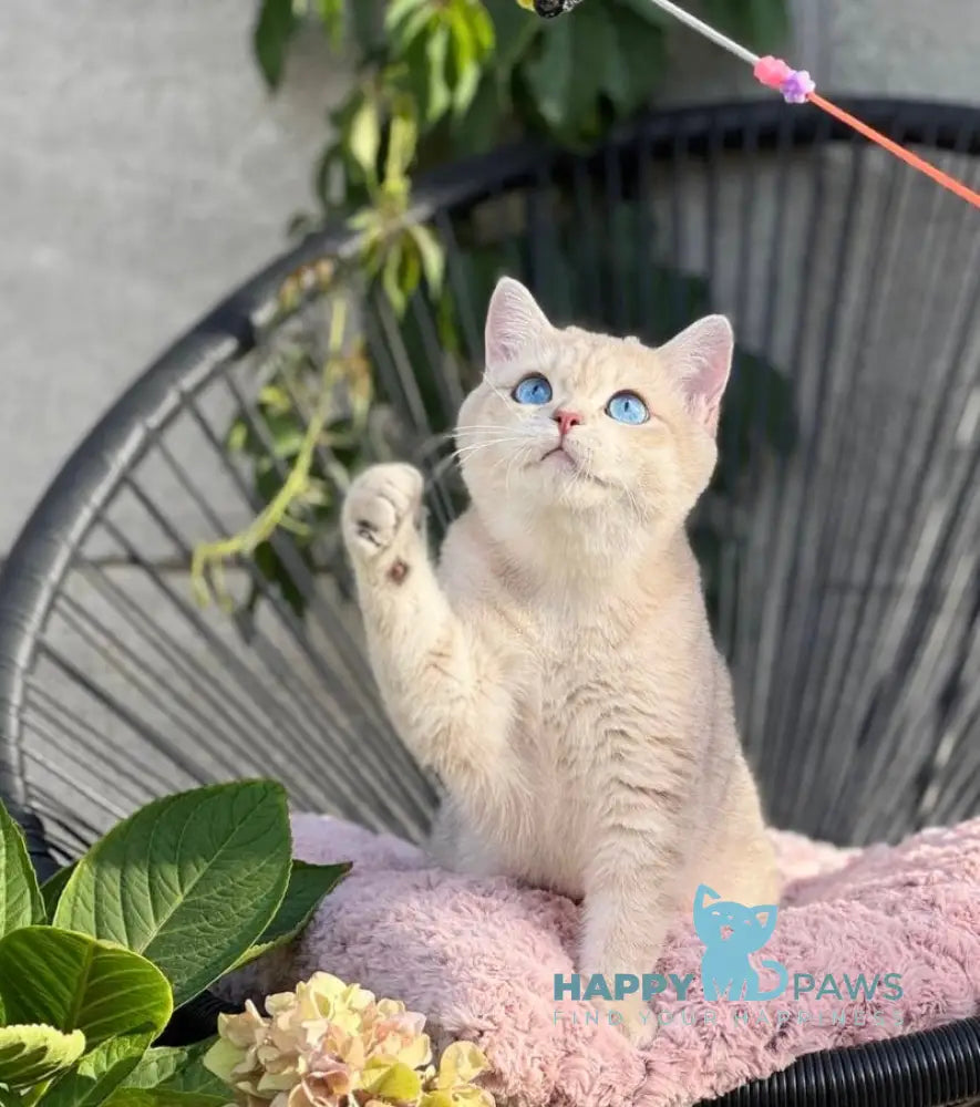 Ocean British Shorthair male blue golden shaded live animals