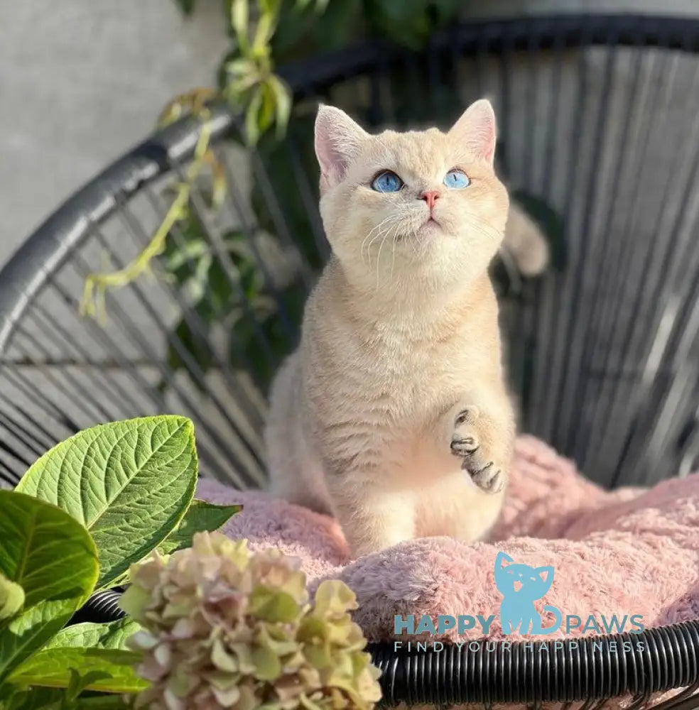 Ocean British Shorthair male blue golden shaded live animals