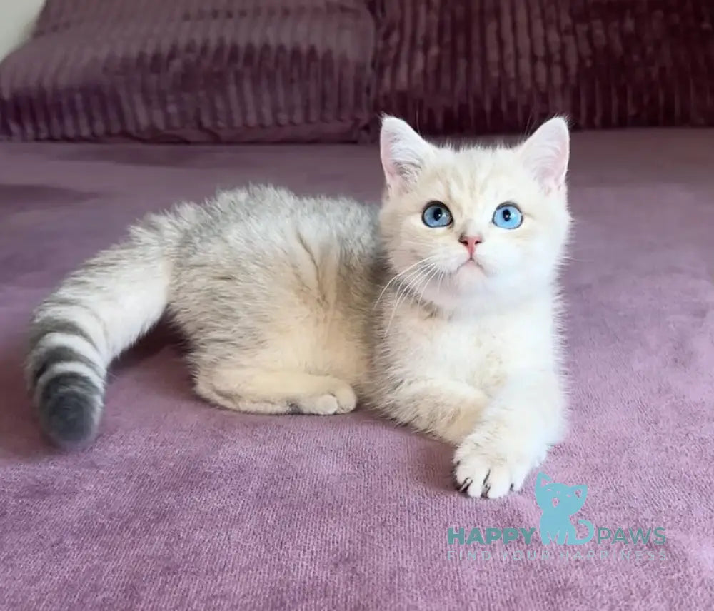 Ocean British Shorthair male blue golden shaded live animals
