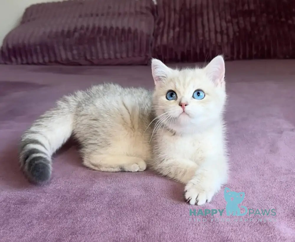 Ocean British Shorthair male blue golden shaded live animals