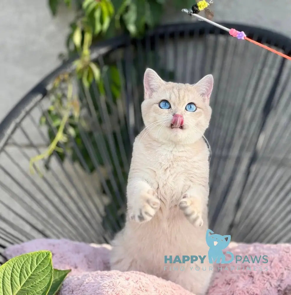 Ocean British Shorthair male blue golden shaded live animals