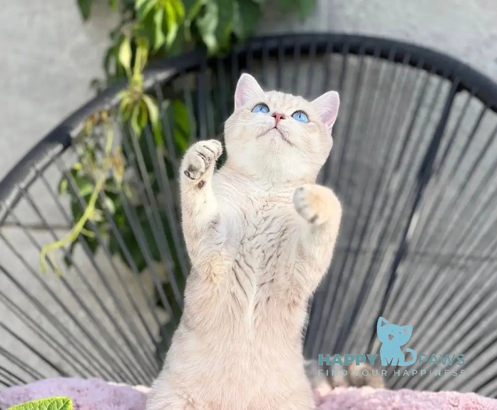 Ocean British Shorthair male blue golden shaded live animals