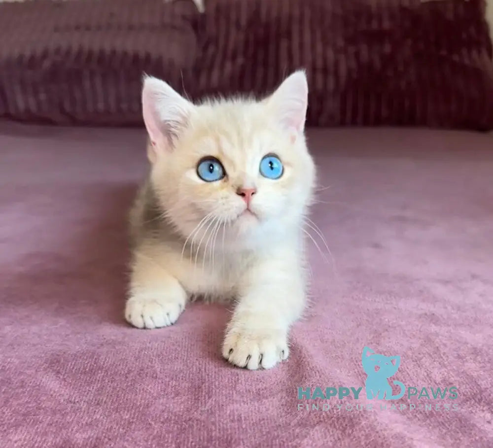 Ocean British Shorthair male blue golden shaded live animals
