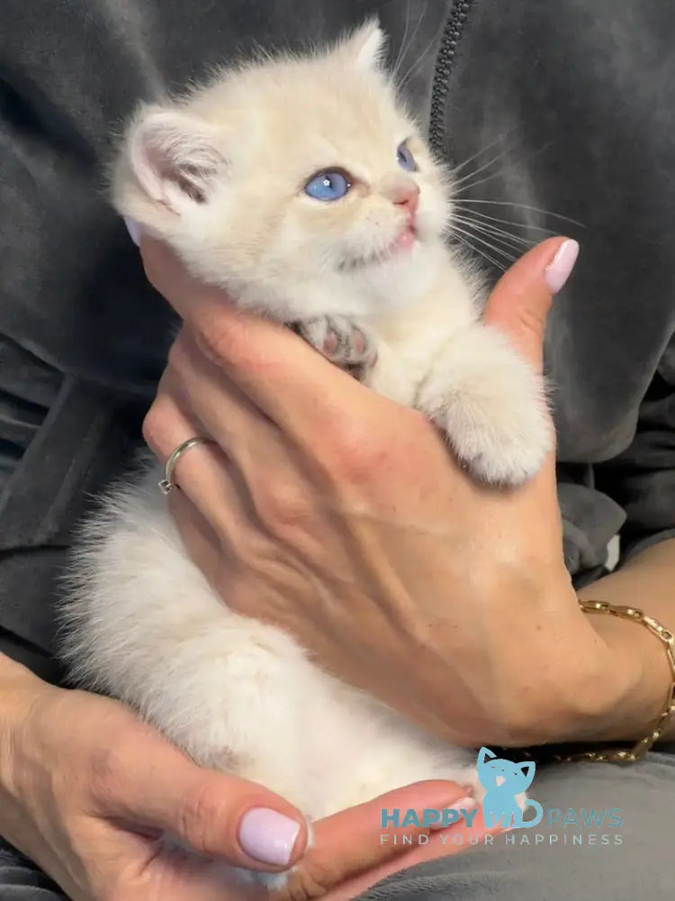 Ocean British Shorthair male blue golden shaded live animals