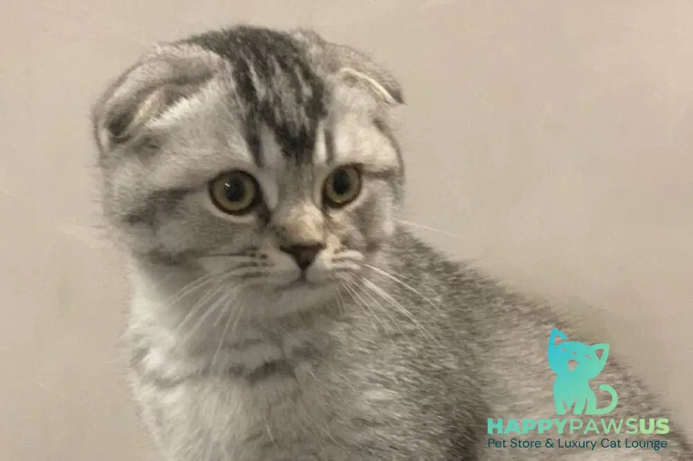 Ocean Scottish Fold male black silver ticked tabby live animals