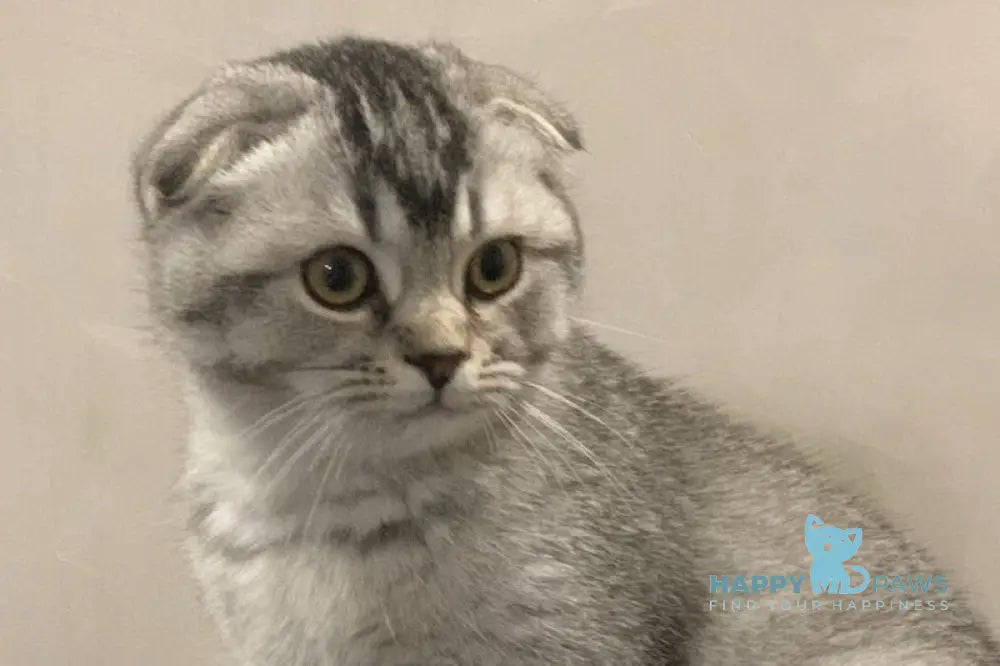 Ocean Scottish Fold male black silver ticked tabby live animals