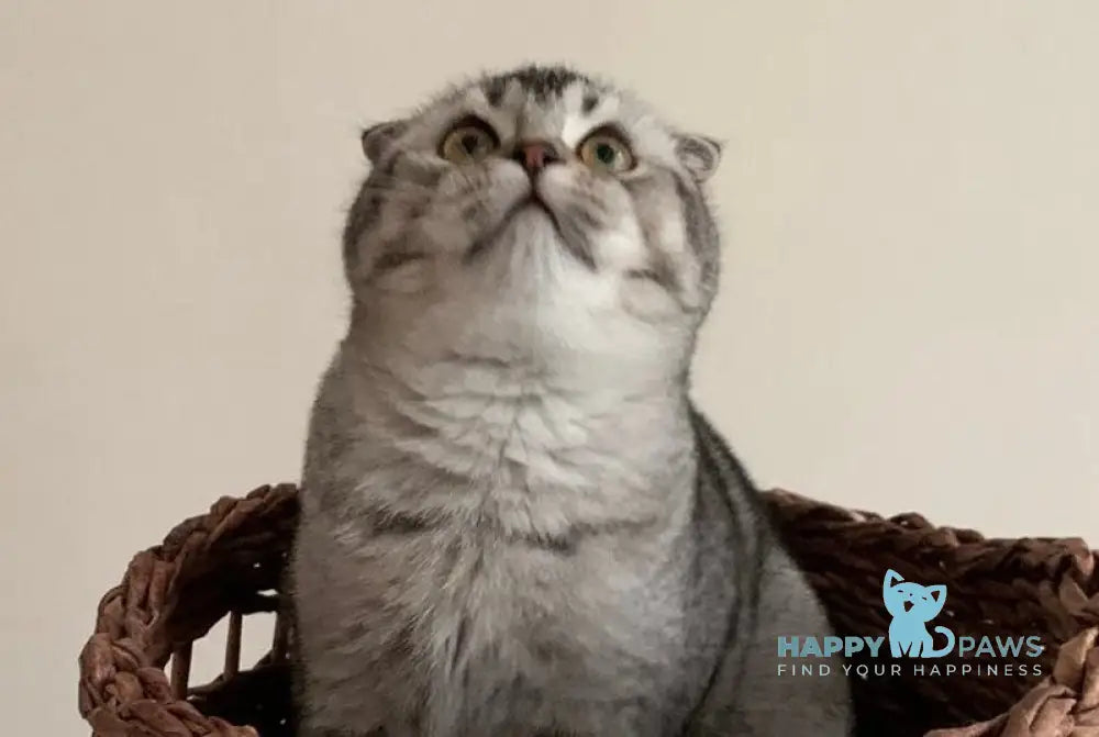 Ocean Scottish Fold male black silver ticked tabby live animals