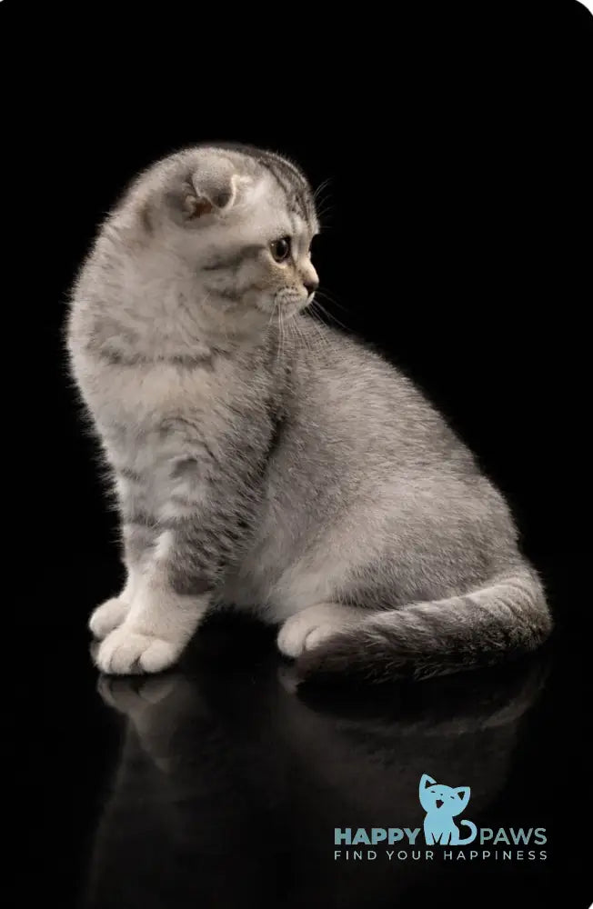 Ocean Scottish Fold male black silver ticked tabby live animals