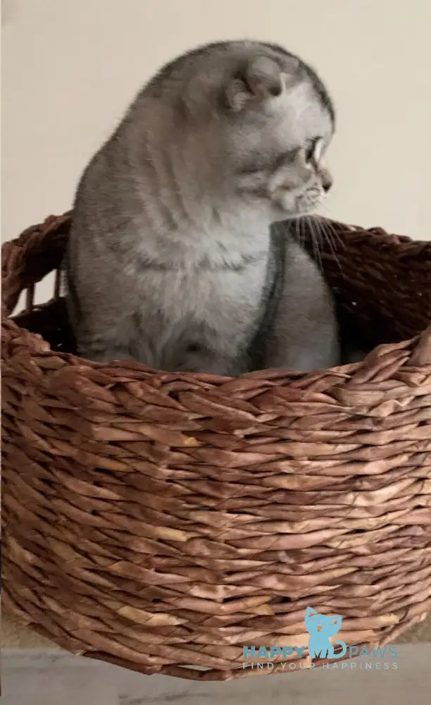 Ocean Scottish Fold male black silver ticked tabby live animals