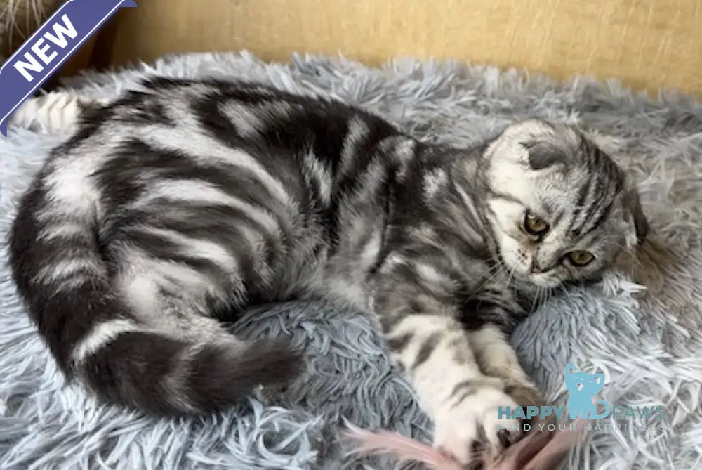 Octavia Scottish Fold female black silver tabby live animals