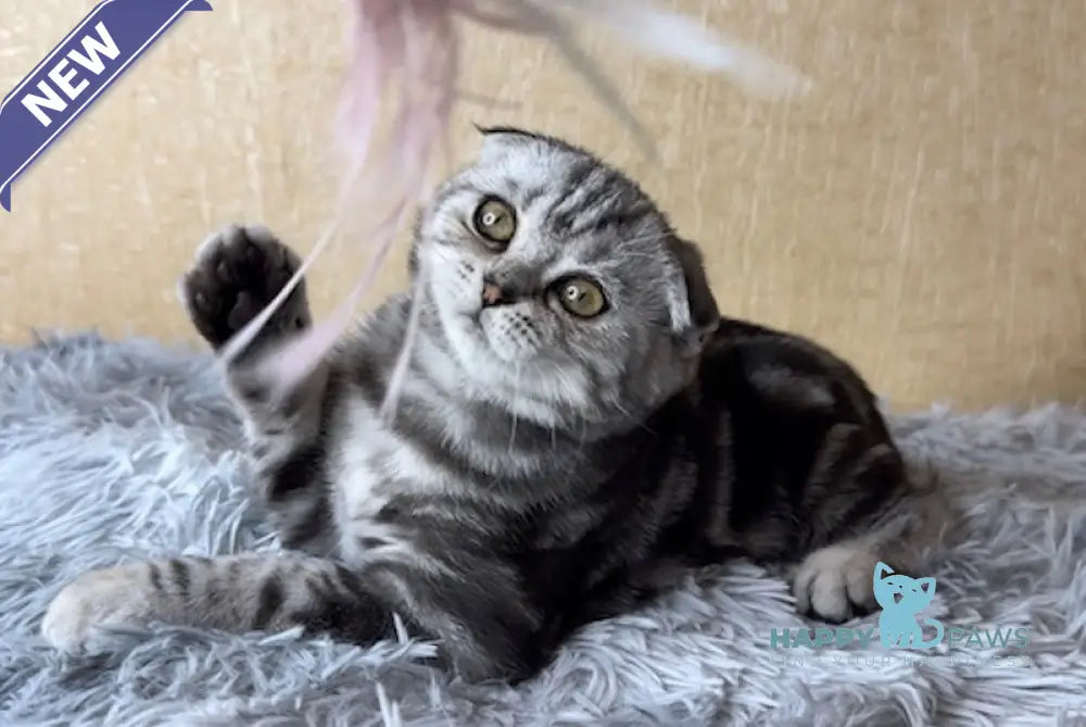 Octavia Scottish Fold female black silver tabby live animals