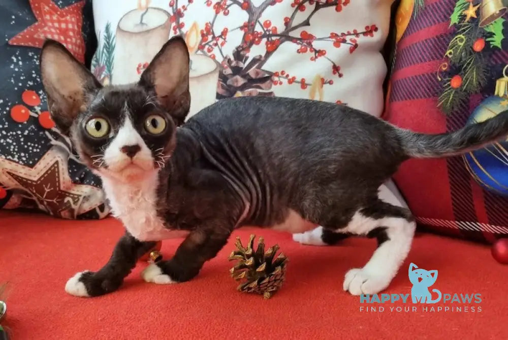 Oda Devon Rex Female Black Bicolour Live Animals