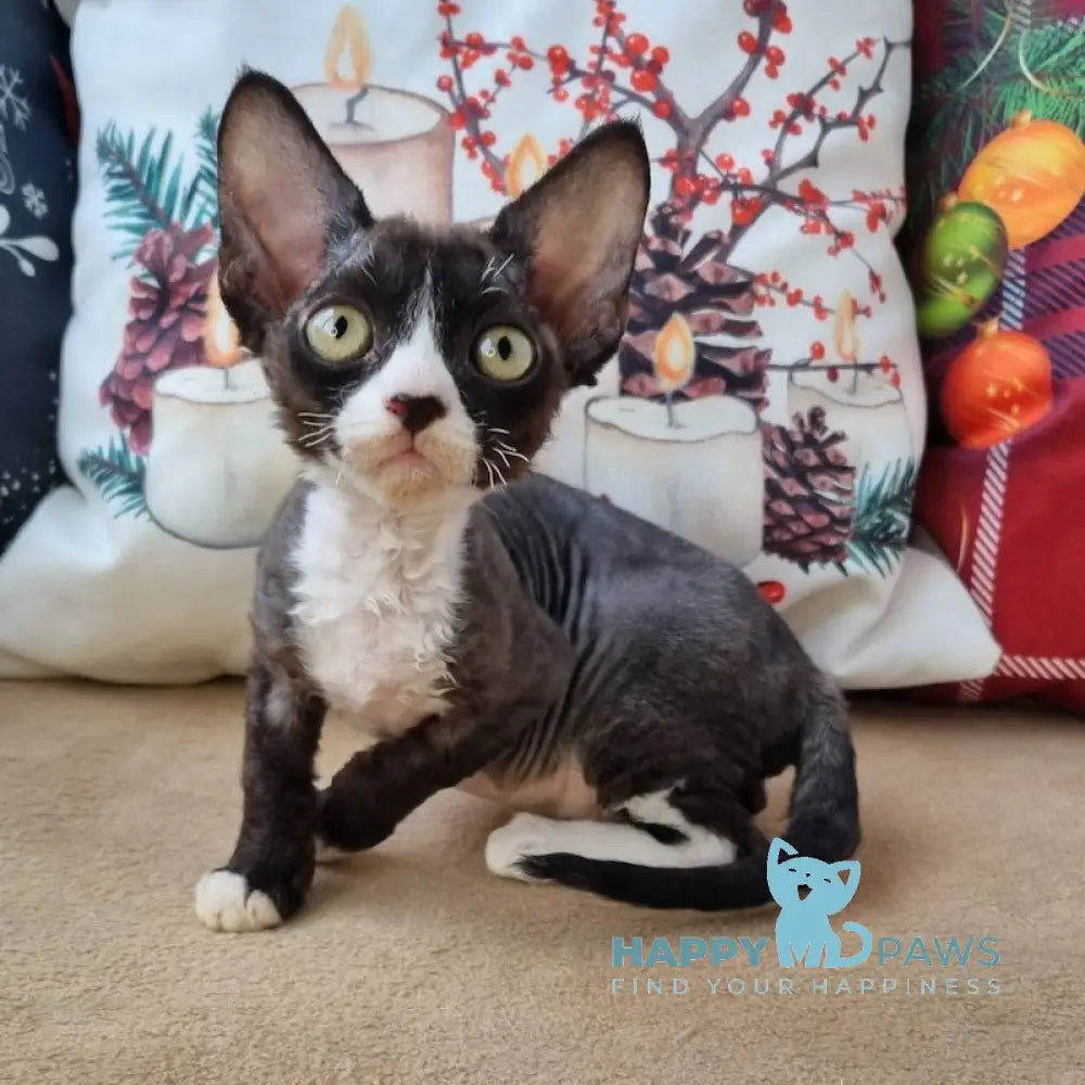 Oda Devon Rex Female Black Bicolour Live Animals