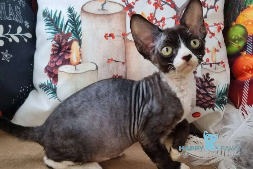 Oda Devon Rex Female Black Bicolour Live Animals