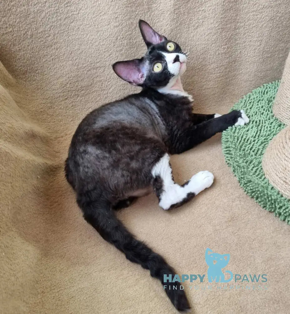 Oda Devon Rex female black bicolour live animals