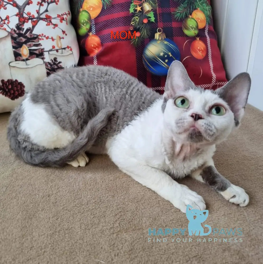 Oda Devon Rex female black bicolour live animals