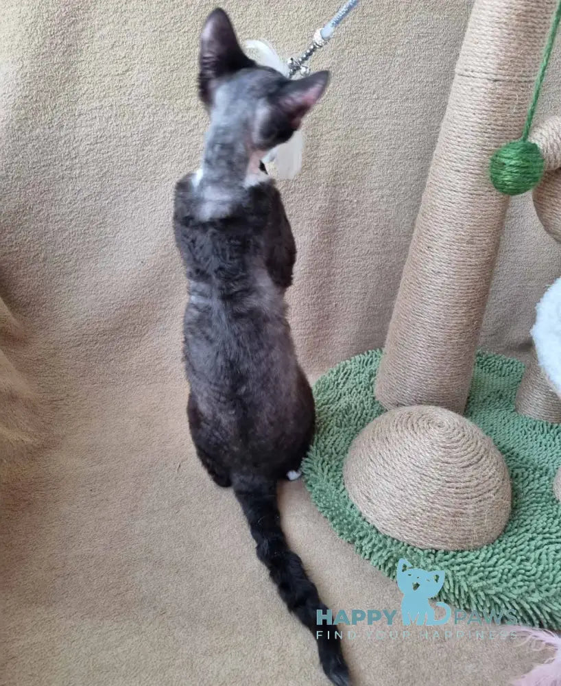 Oda Devon Rex female black bicolour live animals