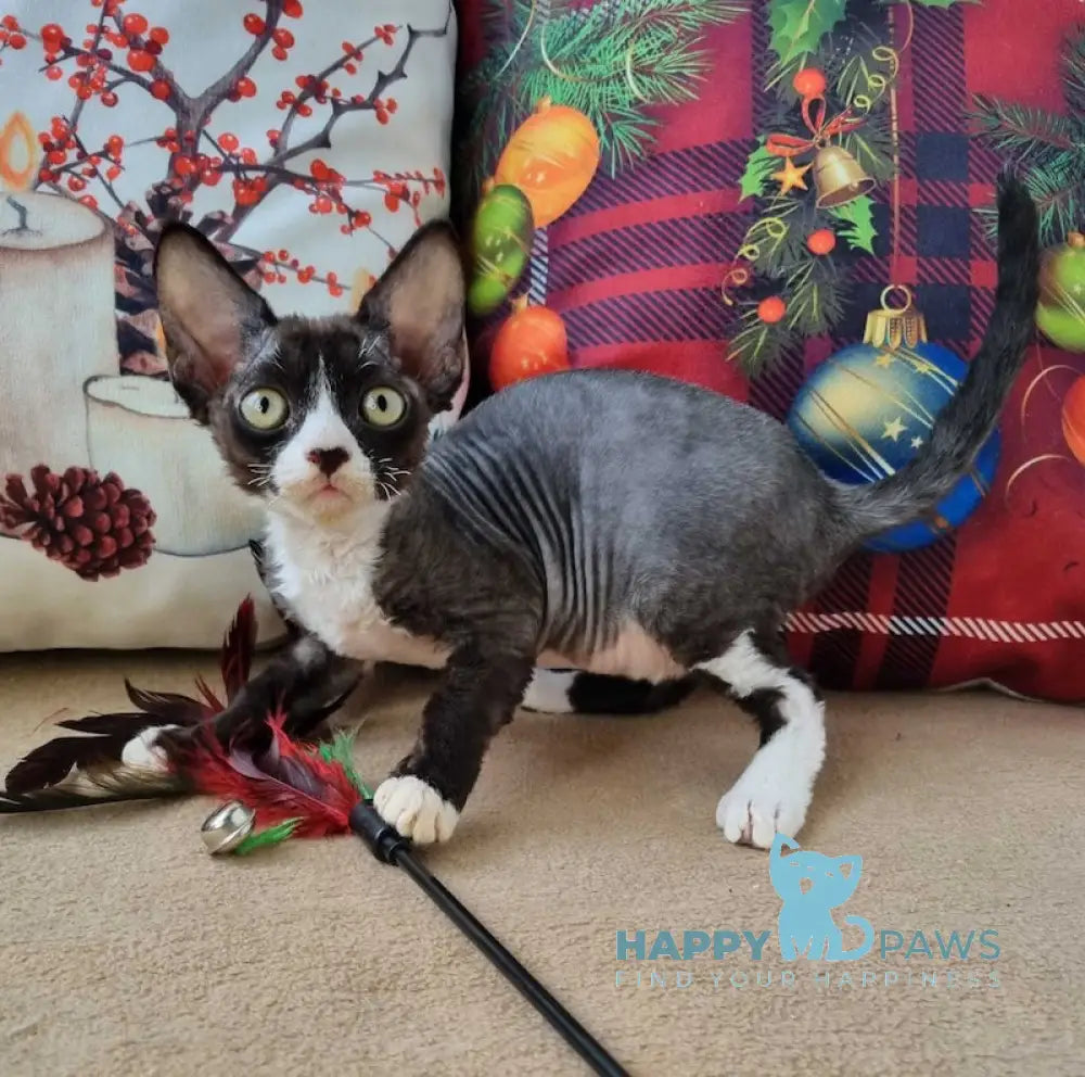 Oda Devon Rex Female Black Bicolour Live Animals