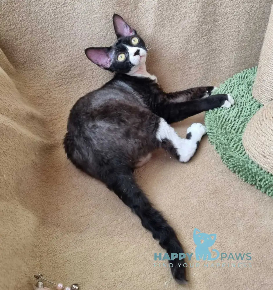 Oda Devon Rex female black bicolour live animals