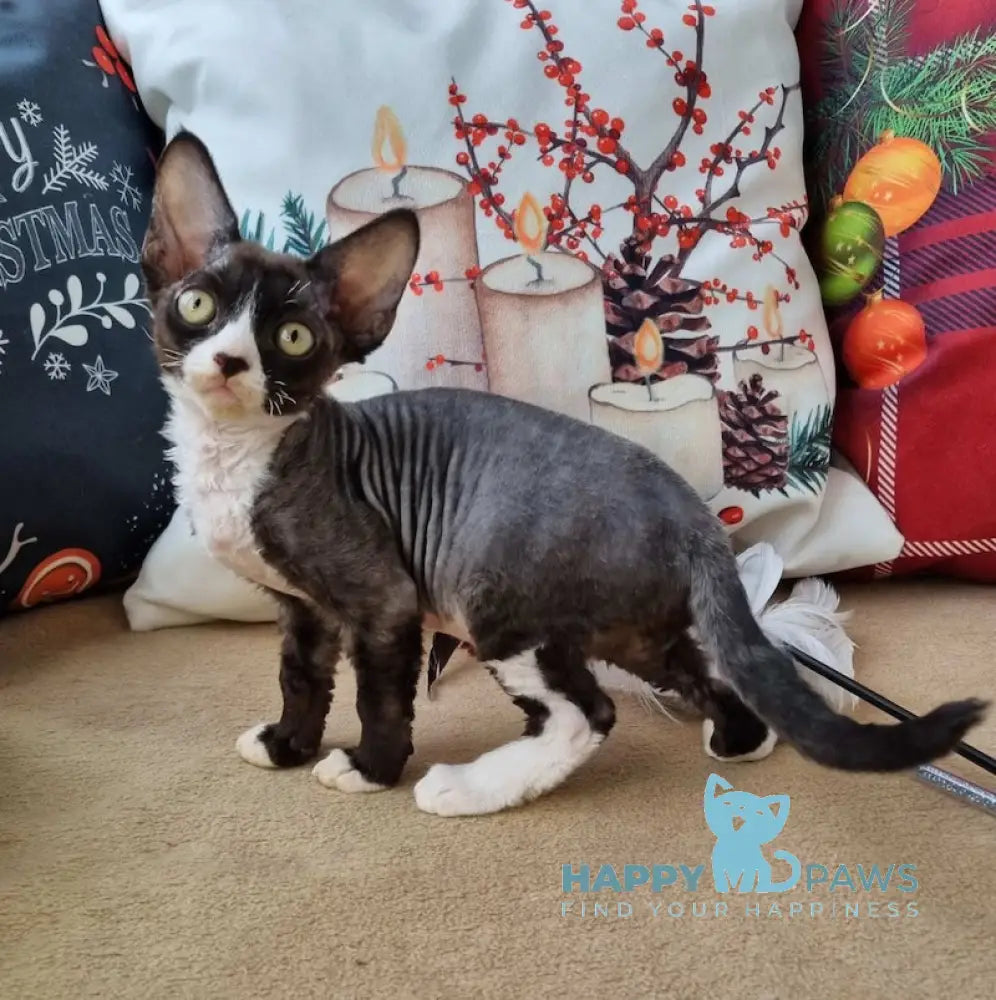 Oda Devon Rex Female Black Bicolour Live Animals