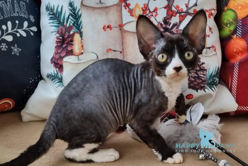 Oda Devon Rex Female Black Bicolour Live Animals