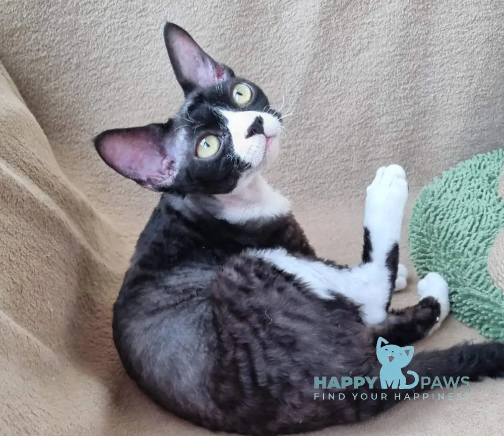 Oda Devon Rex female black bicolour live animals