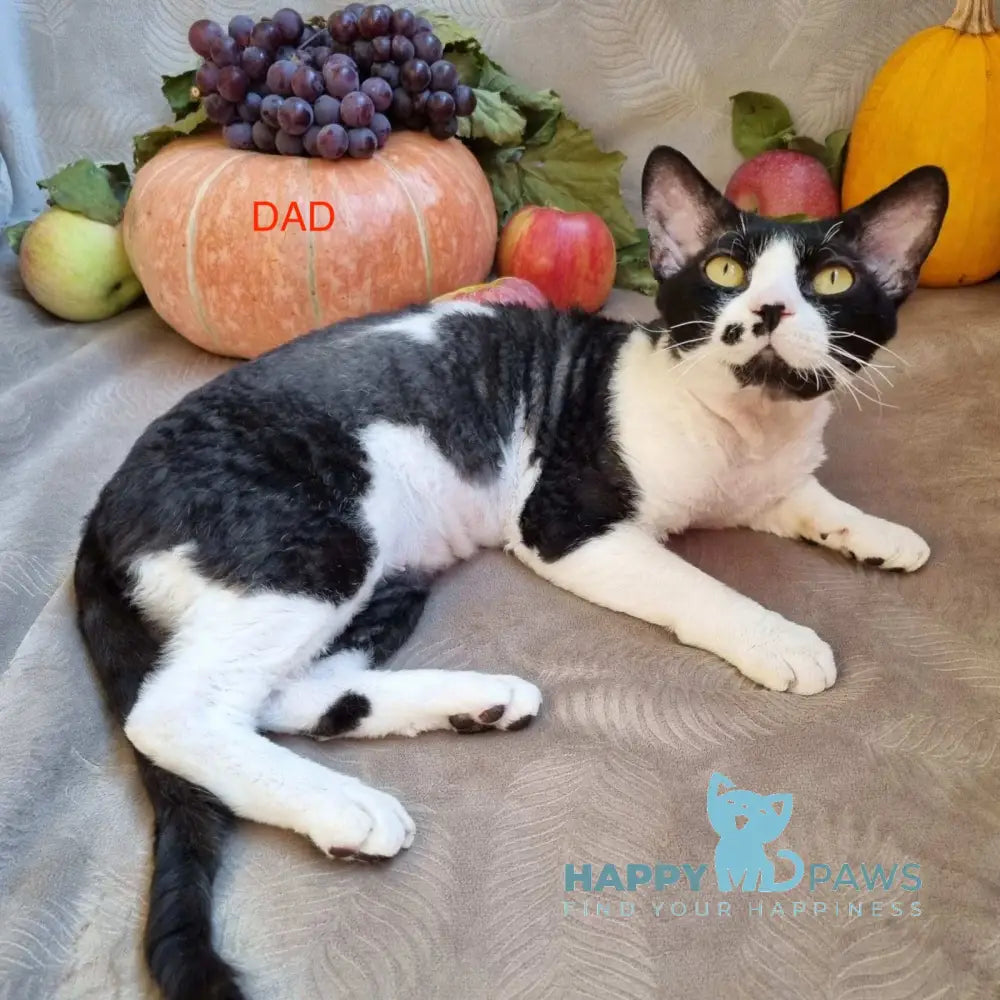 Oda Devon Rex female black bicolour live animals