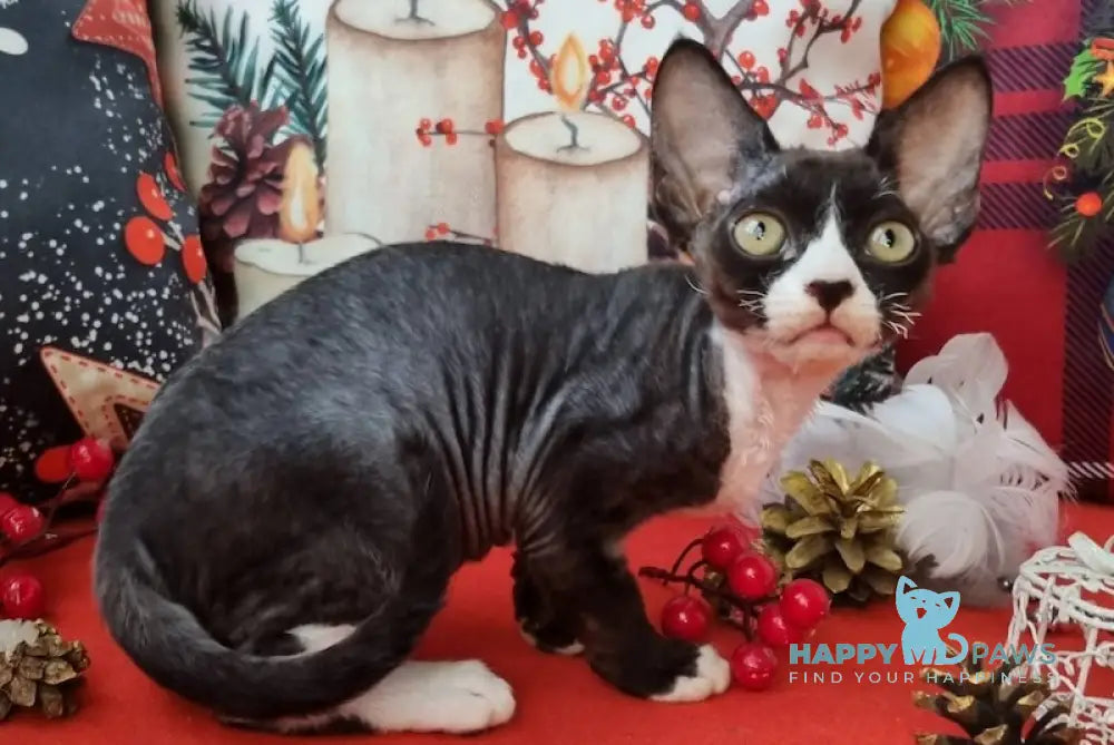 Oda Devon Rex Female Black Bicolour Live Animals