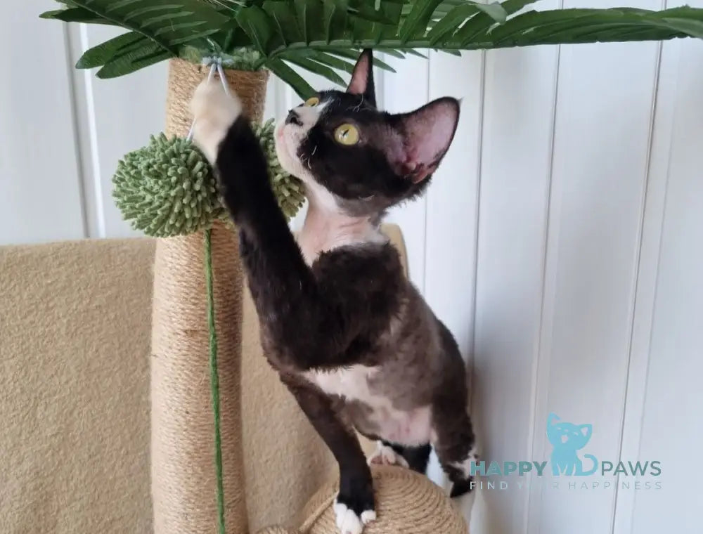 Oda Devon Rex female black bicolour live animals