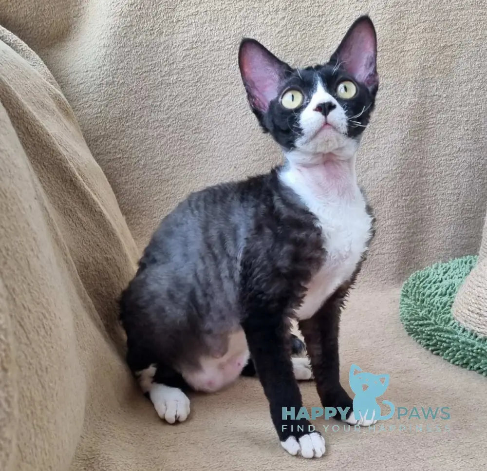 Oda Devon Rex female black bicolour live animals