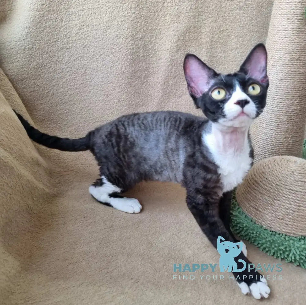 Oda Devon Rex female black bicolour live animals