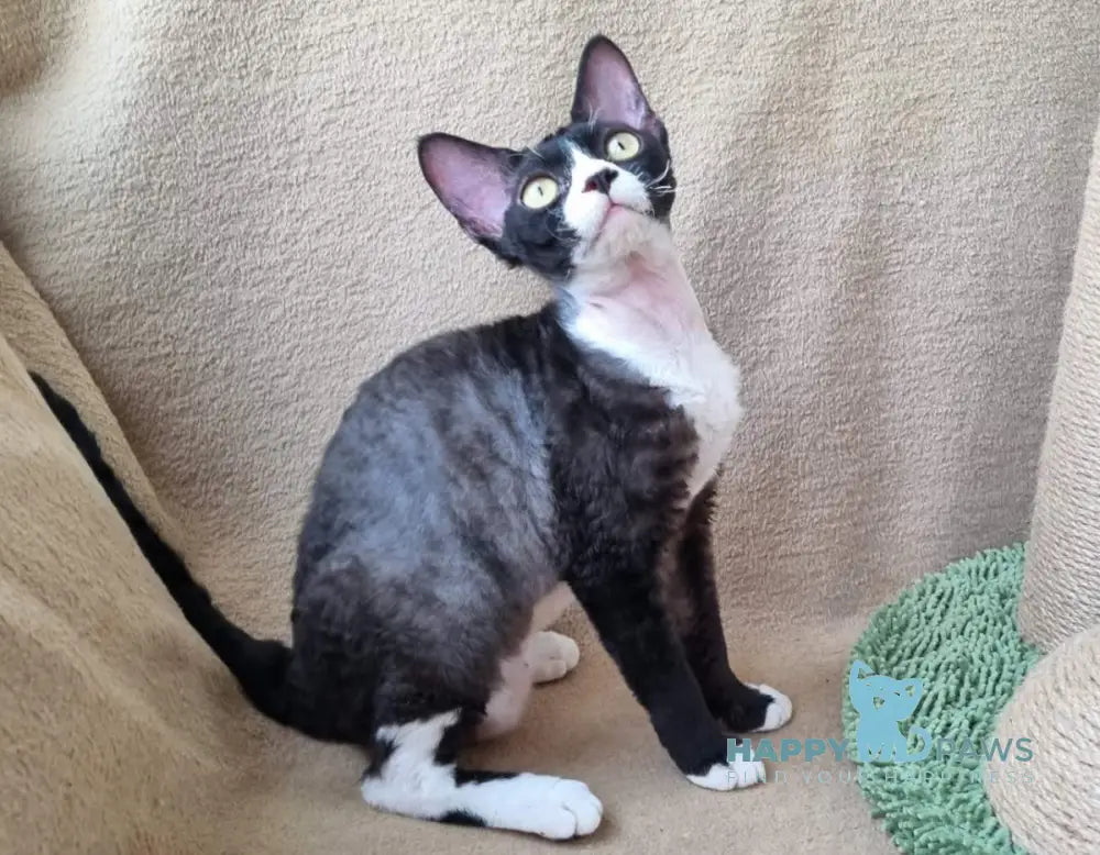 Oda Devon Rex female black bicolour live animals