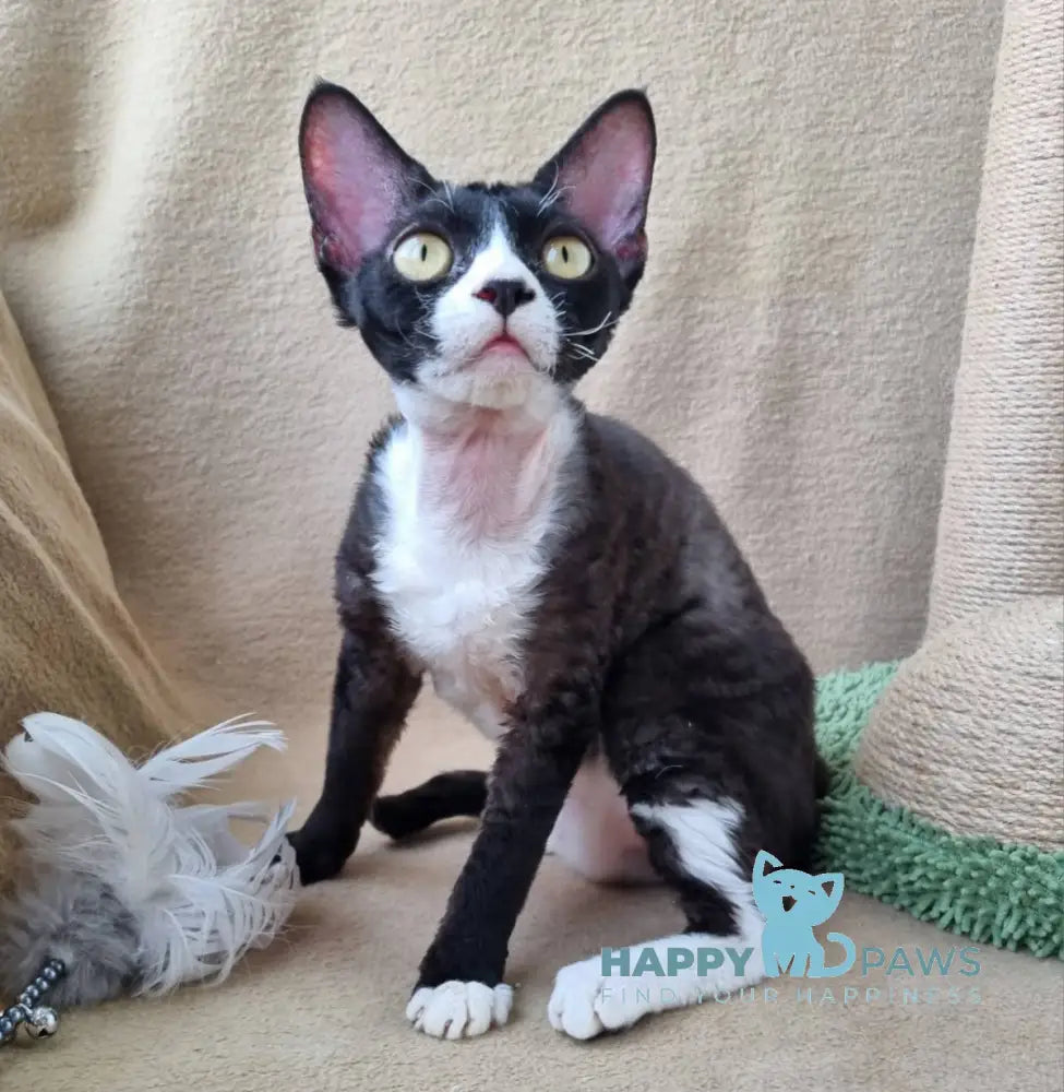 Oda Devon Rex female black bicolour live animals