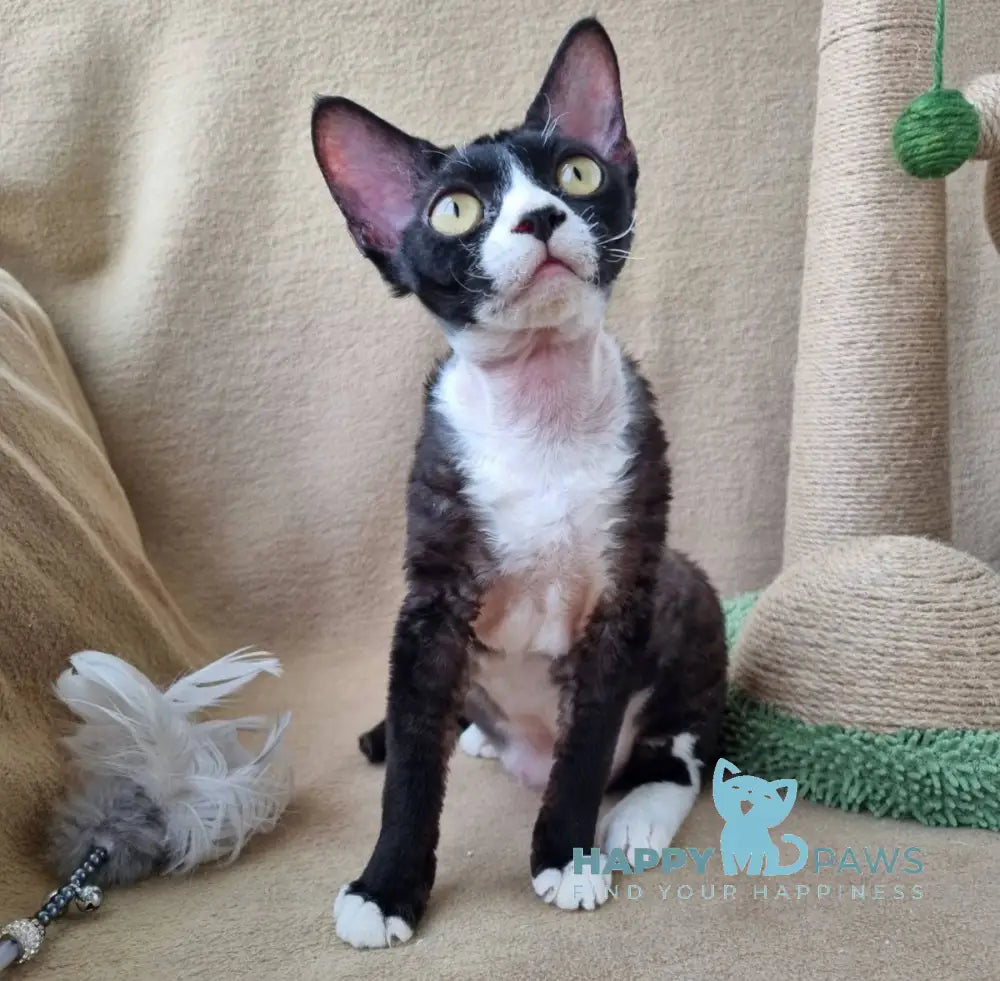 Oda Devon Rex female black bicolour live animals