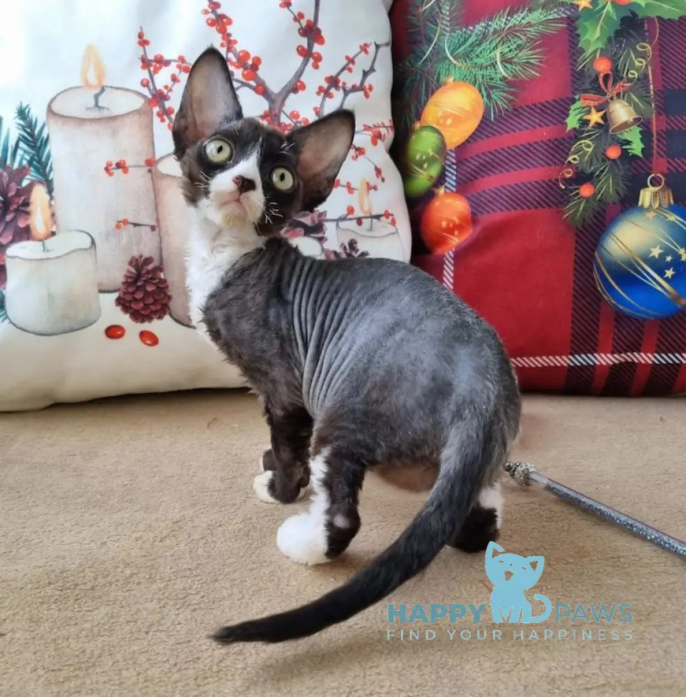 Oda Devon Rex Female Black Bicolour Live Animals