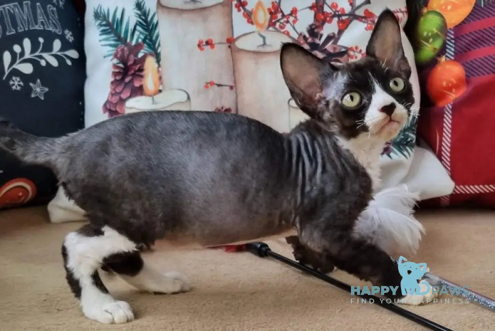 Oda Devon Rex Female Black Bicolour Live Animals