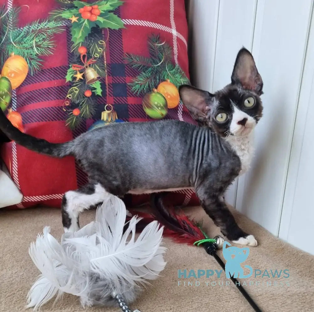 Oda Devon Rex Female Black Bicolour Live Animals