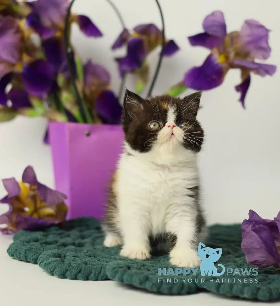 Oda Exotic female black tortie bicolour tabby live animals