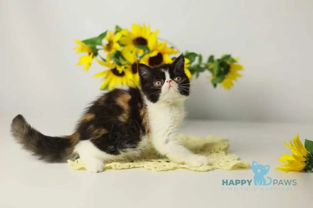 Oda Exotic female black tortie bicolour tabby live animals