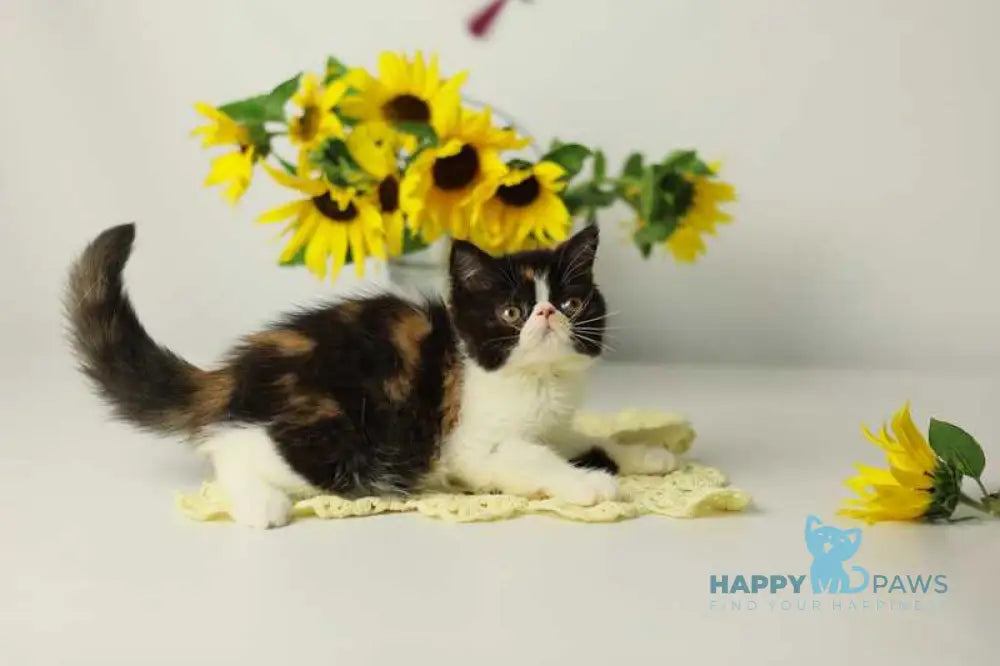 Oda Exotic female black tortie bicolour tabby live animals