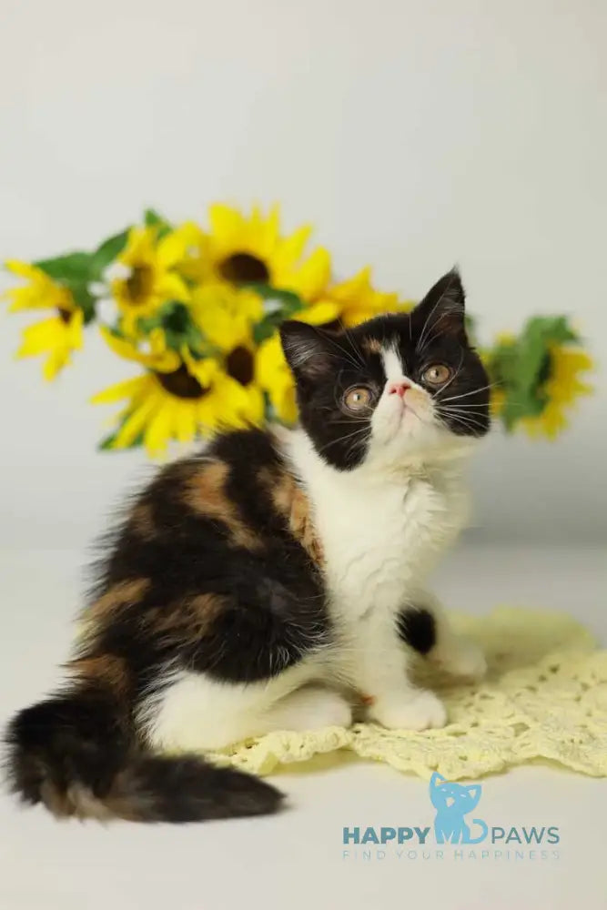 Oda Exotic female black tortie bicolour tabby live animals