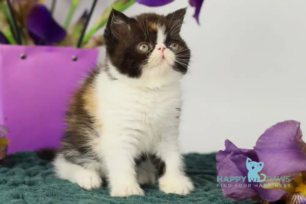 Oda Exotic female black tortie bicolour tabby live animals