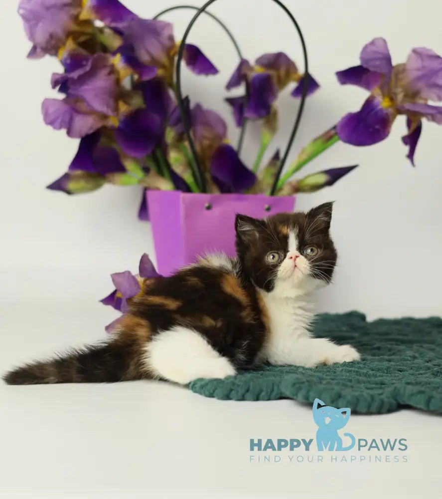 Oda Exotic female black tortie bicolour tabby live animals